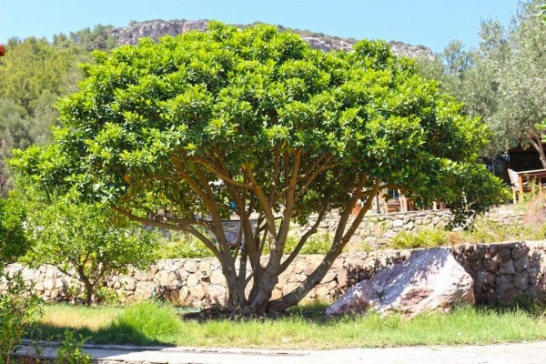 Zephyros Hotel image 49